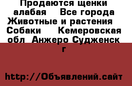 Продаются щенки алабая  - Все города Животные и растения » Собаки   . Кемеровская обл.,Анжеро-Судженск г.